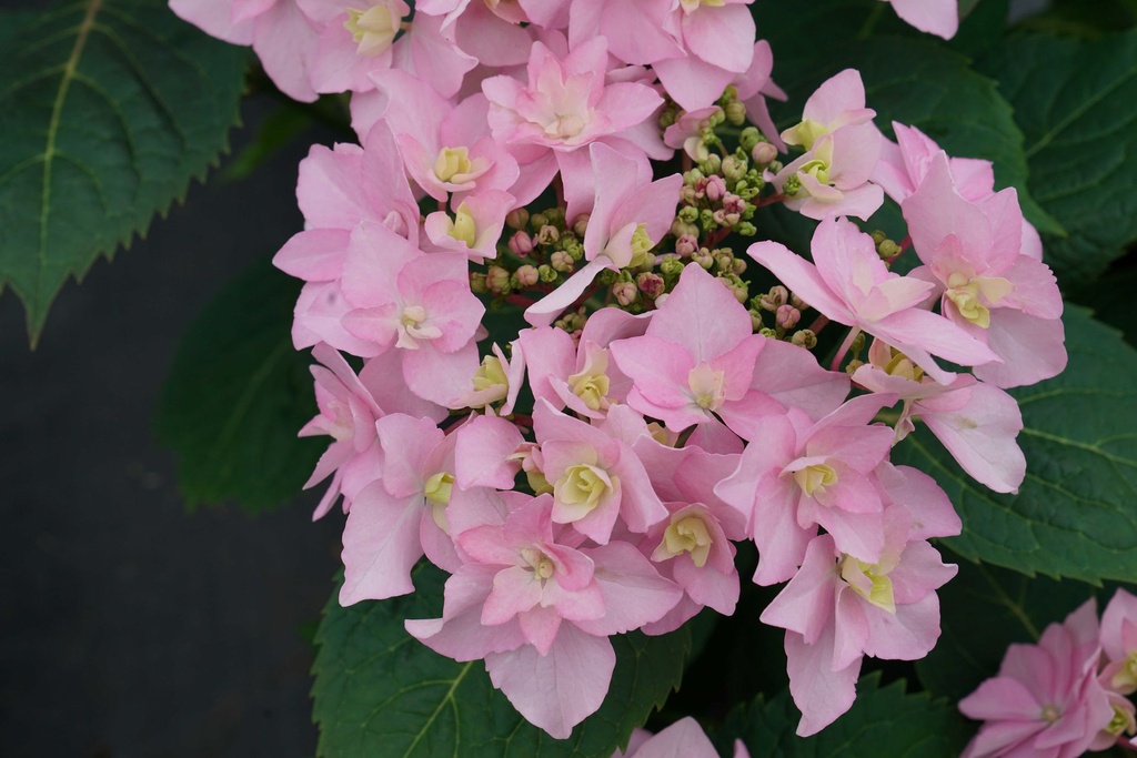 HYSFFPSW_20190617150039.JPG