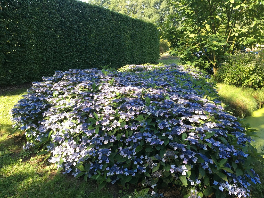 HYSMPILLO_20180703095045.JPG