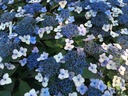 HYSMPILLO_20180703095124.JPG