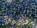 HYSMPILLO_20180703095143.JPG