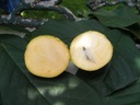 ASTSUSQU_20250415082351.JPG