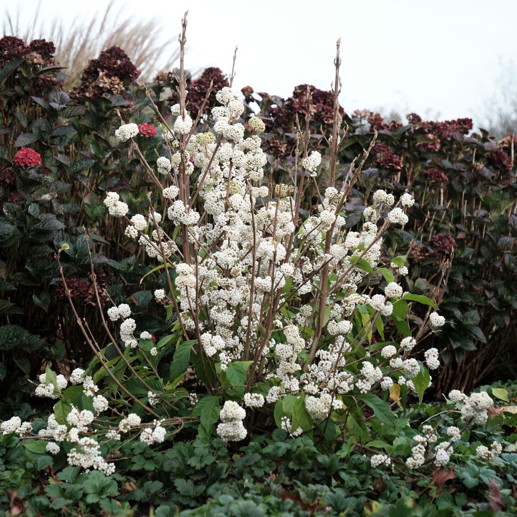 CABMSNOW_20201105143532.jpg