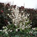 CABMSNOW_20201105143532.jpg