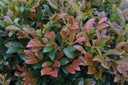 DILINEBA_20130711185607.jpg