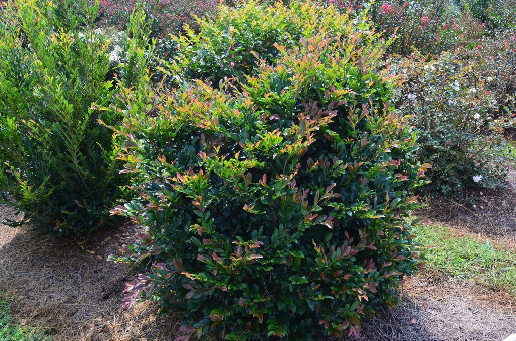DILINEBA_20130831211111.jpg