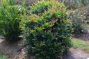 DILINEBA_20130831211111.jpg