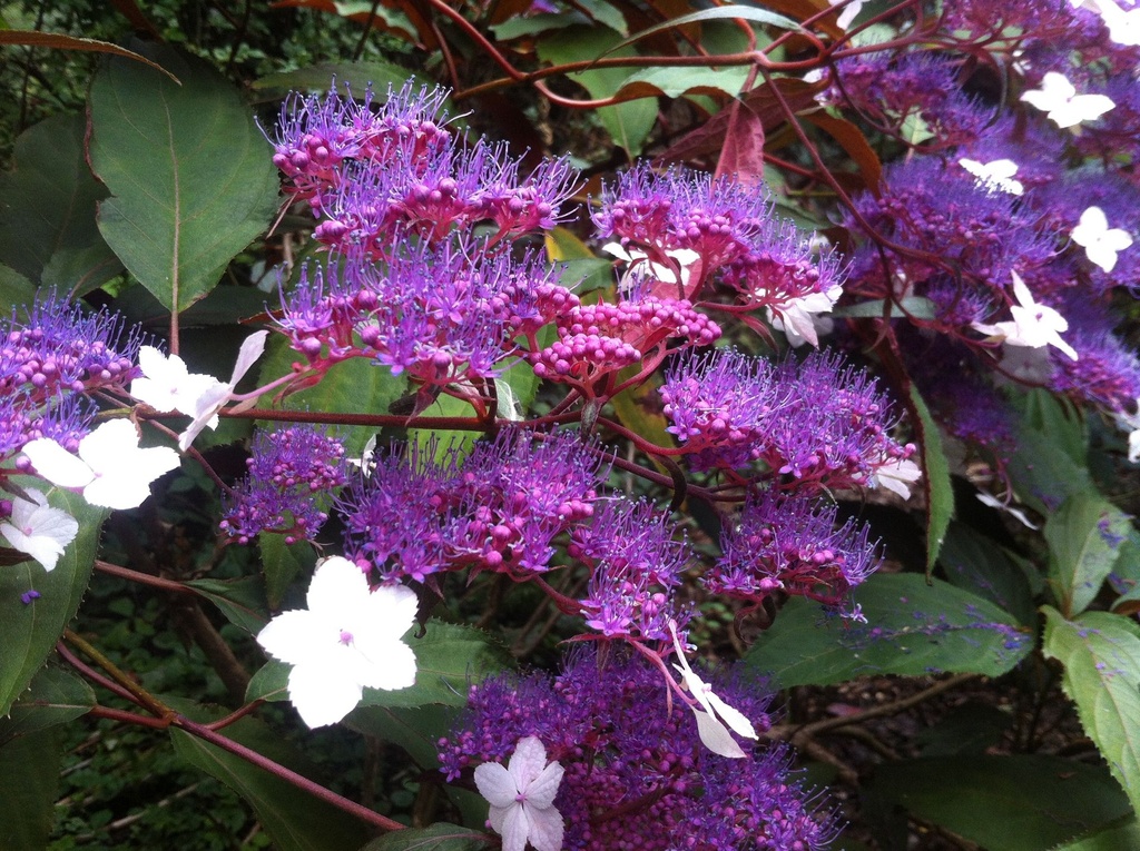 HYARFOST_20140816125047.jpg