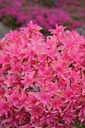 HYMPDIAN_20130509181909.JPG