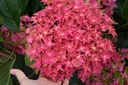 HYMPDIAN_20140501091242.JPG