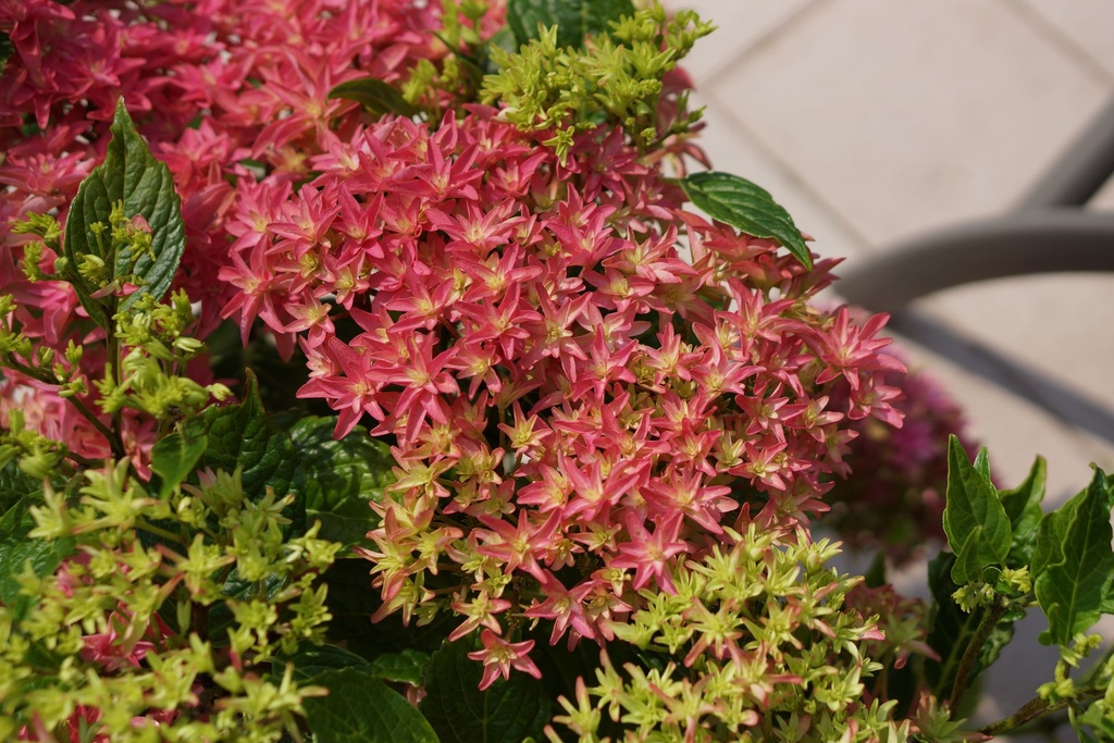 HYMPDIAN_20150703153128.JPG