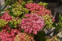 HYMPDIAN_20150703153241.JPG
