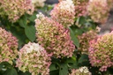 HYPLHOTT_20200925113631.jpg