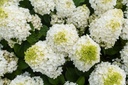 HYPLHOTT_20210806133410.jpg