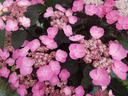 HYSDARED_20190525114539.jpg