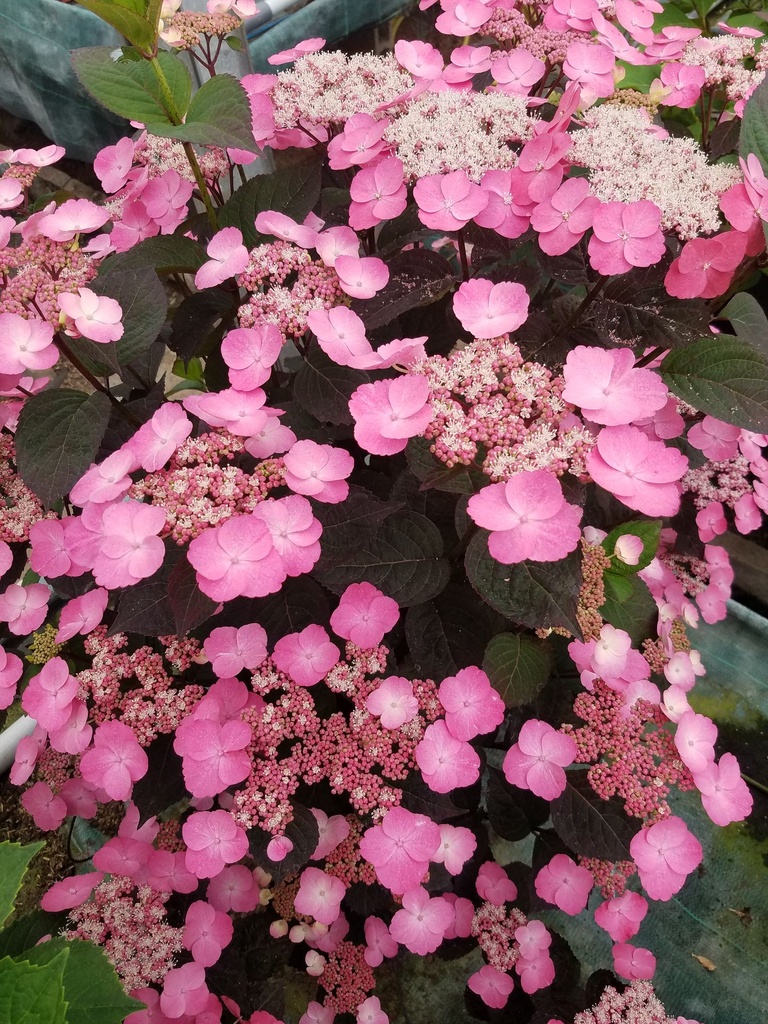 HYSDARED_20190525114628 (2).jpg