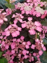 HYSDARED_20190525114628.jpg