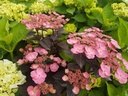 HYSDARED_20200515112903.jpg