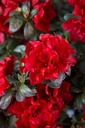 RHEAFIRE_20250415082349.jpg