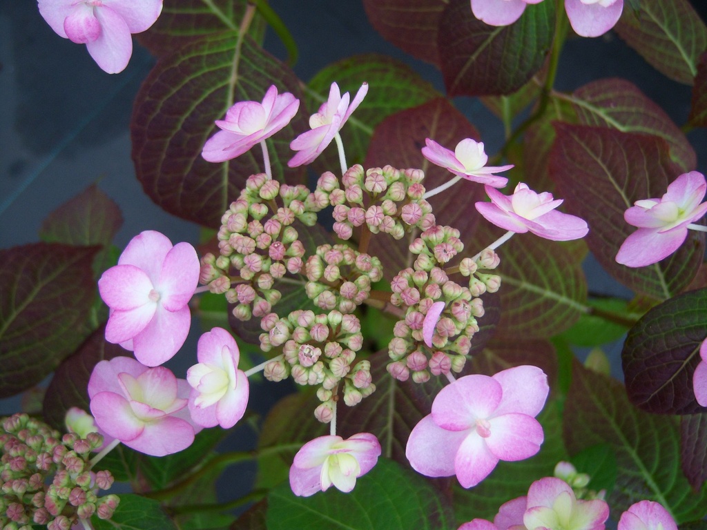 HYSSGLOW_20140527133446.JPG