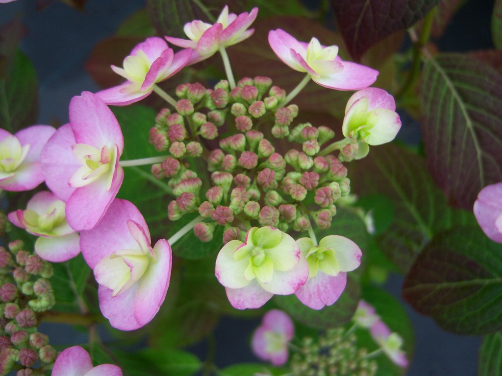 HYSSGLOW_20140527133500.JPG