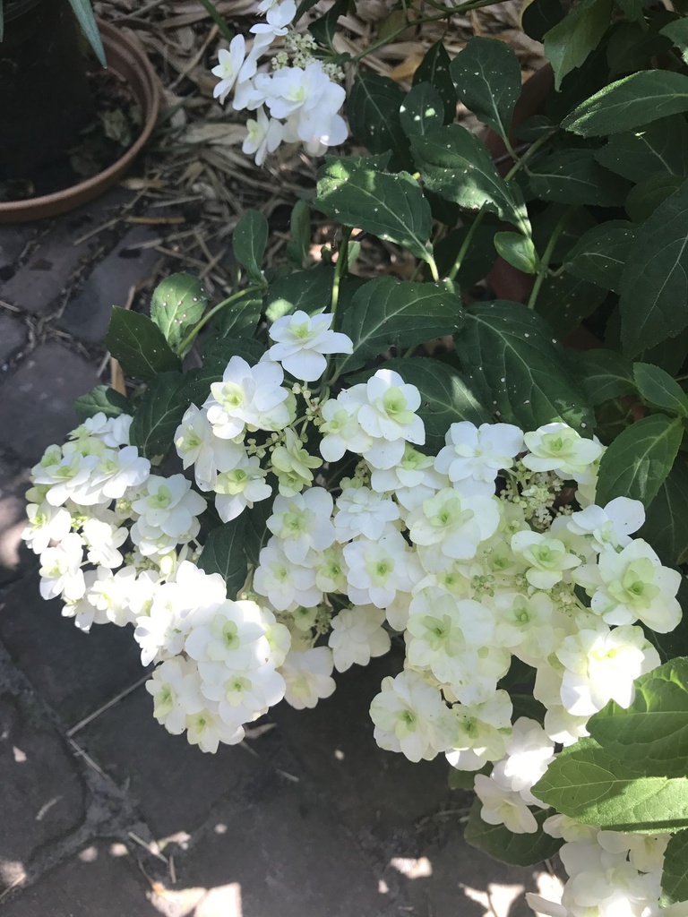 HYSWOWHI_20170614144530.JPG