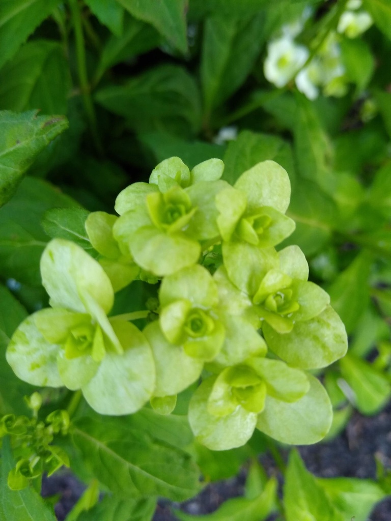 HYSWOWHI_20190712100117.jpg