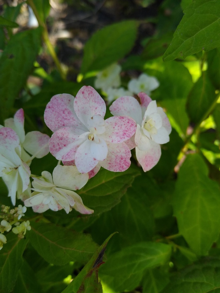 HYSWOWHI_20190823140125.jpg