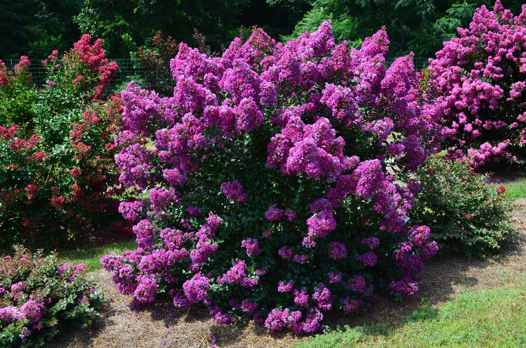 LAIPMAGI_20130711204743.jpg