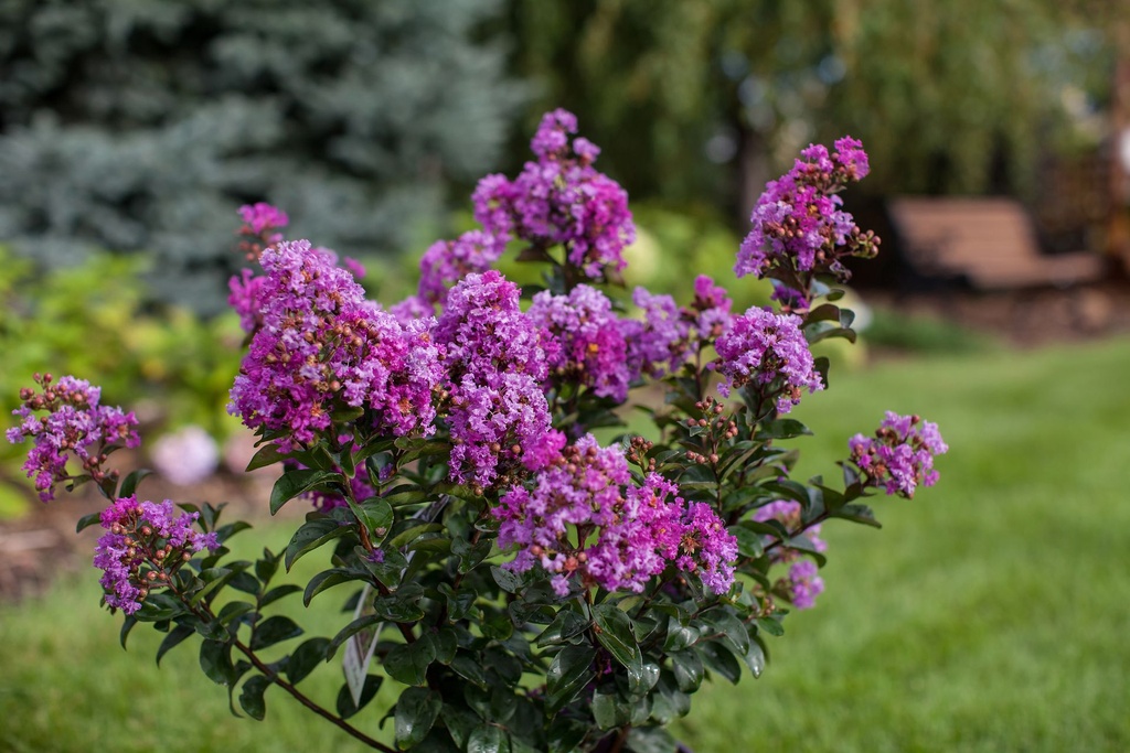 LAIPMAGI_20150914220619.jpg