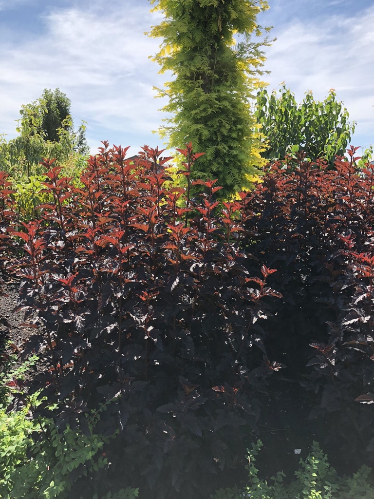 PHOPANTH_20180705122918.JPG