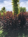PHOPANTH_20180705122918.JPG