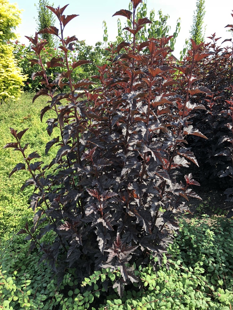 PHOPANTH_20180716130930.JPG