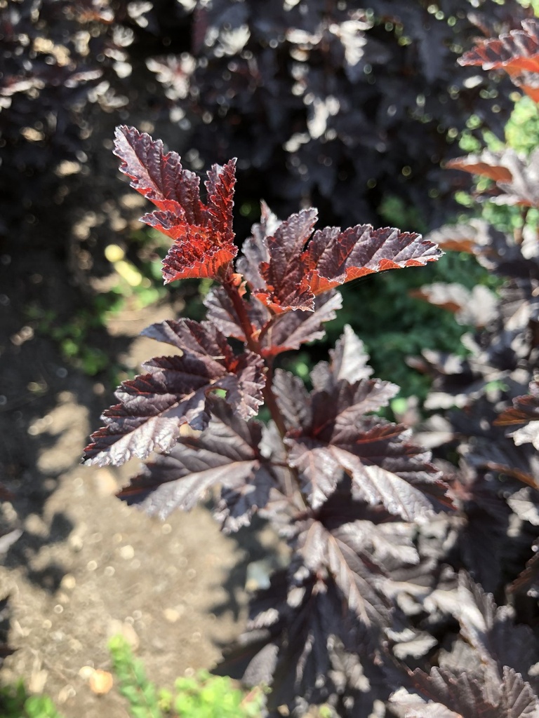 PHOPANTH_20180716131143.JPG