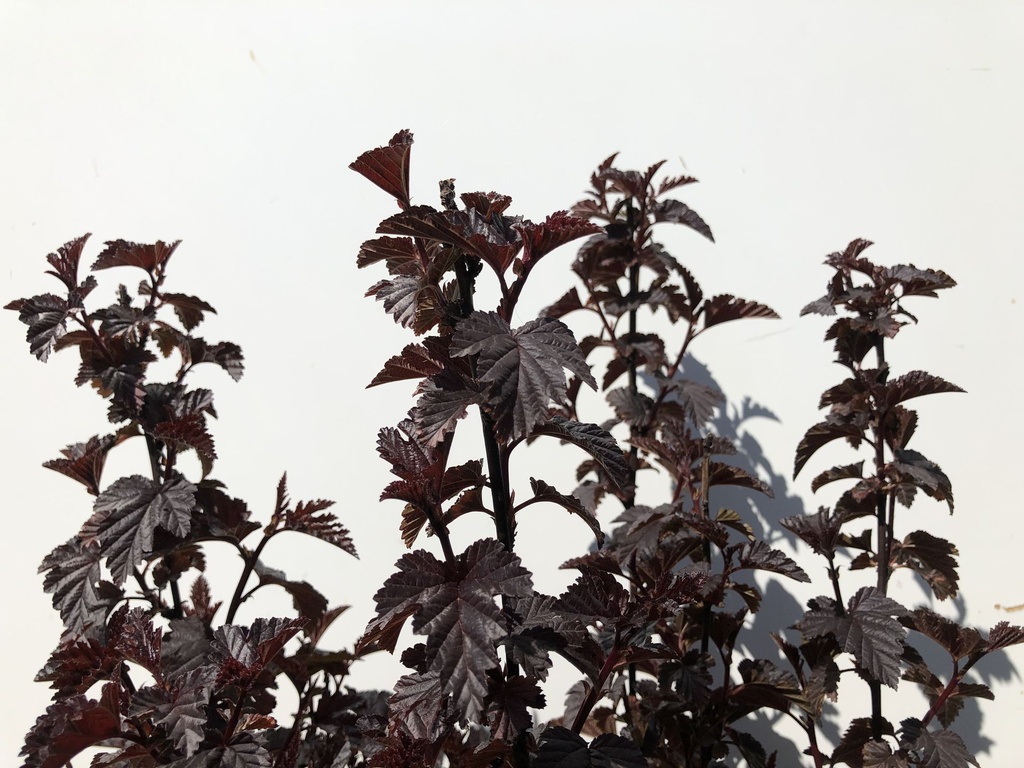 PHOPANTH_20190514144642.JPG