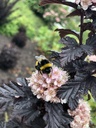 PHOPANTH_20190604171951.JPG