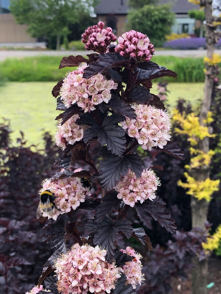 PHOPANTH_20190604172013.JPG