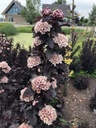 PHOPANTH_20190604172022.JPG