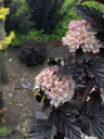 PHOPANTH_20190604172029.JPG