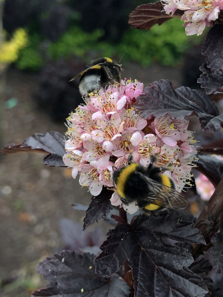 PHOPANTH_20190604172033.JPG