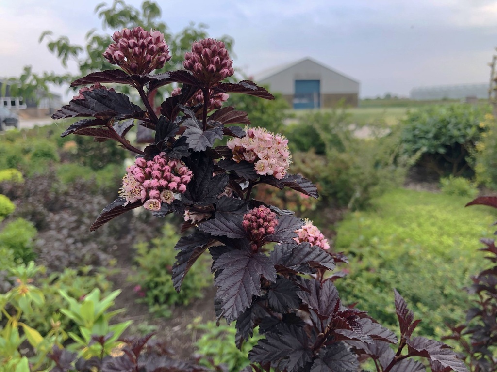 PHOPANTH_20190604172105.JPG