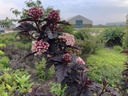 PHOPANTH_20190604172105.JPG