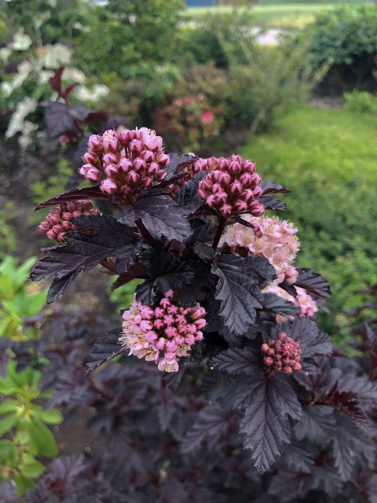 PHOPANTH_20190604172141.JPG