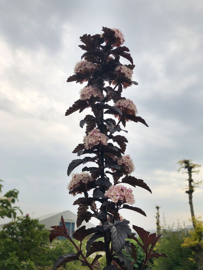PHOPANTH_20190604172148.JPG