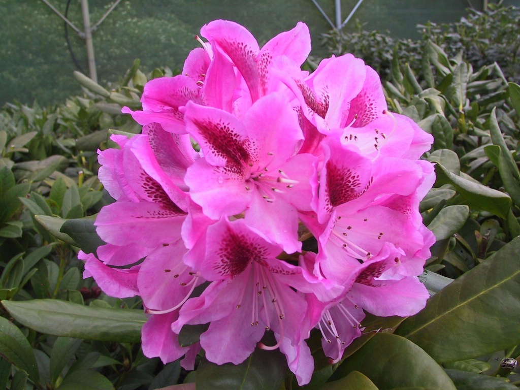 RHCOSMOP_20020427135925.JPG