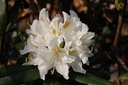 RHCWHITE_20090414150019.jpg