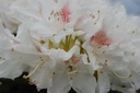 RHCWHITE_20090427101437.jpg