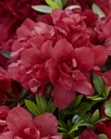 RHEAFIRE_20190509162002.jpg