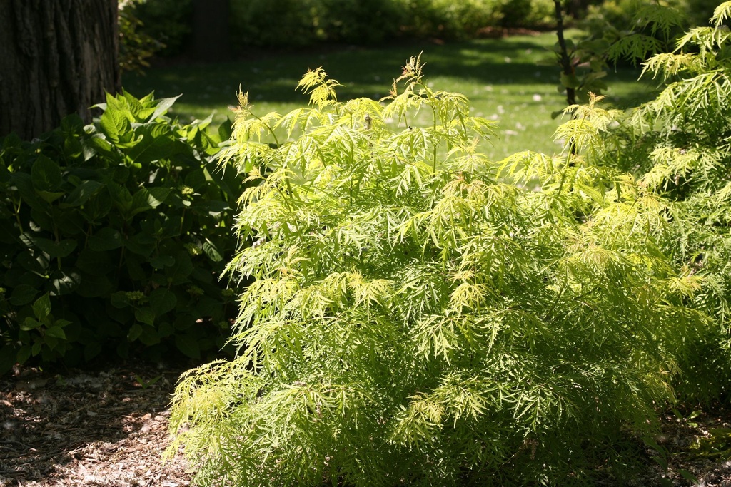 SARLLACE_20130614111353.jpg
