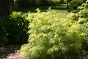 SARLLACE_20130614111353.jpg