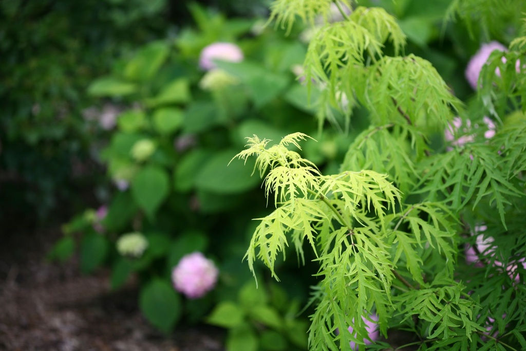 SARLLACE_20130701174512.jpg